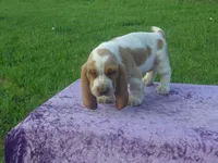 Elsie, a female Basset Hound for sale in Kansas City, MO – 5 of 6