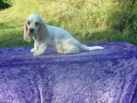 Sunny, a female Basset Hound for sale in Kansas City, MO – 8 of 9