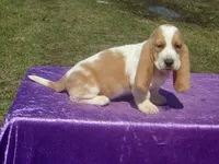 Nemo, a female Basset Hound for sale in Kansas City, MO – Photo 5 of 8
