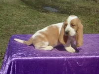 Nemo, a female Basset Hound for sale in Kansas City, MO – Photo 7 of 8