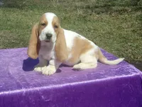 Nemo, a female Basset Hound for sale in Kansas City, MO – Photo 2 of 8