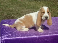 Nemo, a female Basset Hound for sale in Kansas City, MO – Photo 4 of 8
