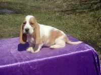 Nemo, a female Basset Hound for sale in Kansas City, MO – Photo 3 of 8