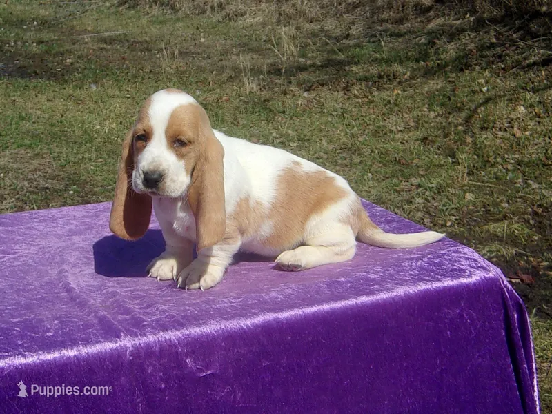 Nemo – Basset Hound puppy for sale in Kansas City, MO