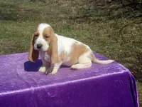 Nemo, a female Basset Hound for sale in Kansas City, MO – Photo 1 of 8
