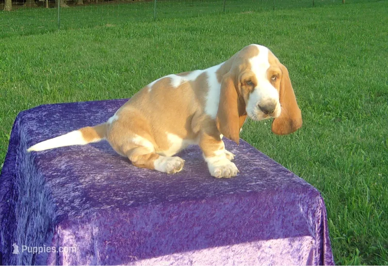 Sampson – Basset Hound puppy for sale in Kansas City, MO