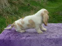 Darcy, a female Basset Hound for sale in Kansas City, MO – Photo 7 of 8