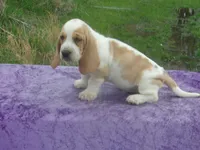 Darcy, a female Basset Hound for sale in Kansas City, MO – Photo 1 of 8