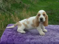 Darcy, a female Basset Hound for sale in Kansas City, MO – Photo 3 of 8