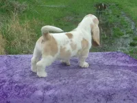 Darcy, a female Basset Hound for sale in Kansas City, MO – Photo 2 of 8