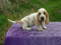 Darcy, a female Basset Hound for sale in Kansas City, MO – Photo 8 of 8