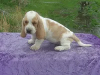 Darcy, a female Basset Hound for sale in Kansas City, MO – Photo 5 of 8