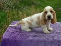 Darcy, a female Basset Hound for sale in Kansas City, MO – Photo 6 of 8