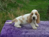 Darcy, a female Basset Hound for sale in Kansas City, MO – Photo 4 of 8