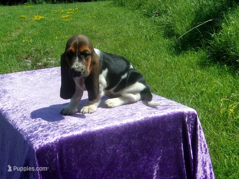 Chloe – Basset Hound puppy for sale in Kansas City, MO