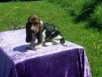 Chloe, a female Basset Hound for sale in Kansas City, MO – 1 of 8