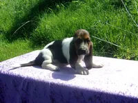 Chloe, a female Basset Hound for sale in Kansas City, MO – 4 of 8