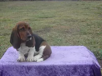 Shasta, a female Basset Hound for sale in Kansas City, MO – Photo 5 of 10