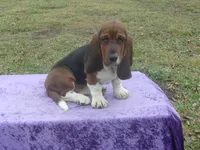 Shasta, a female Basset Hound for sale in Kansas City, MO – Photo 6 of 10