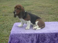 Shasta, a female Basset Hound for sale in Kansas City, MO – Photo 3 of 10
