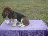 Shasta, a female Basset Hound for sale in Kansas City, MO – Photo 9 of 10