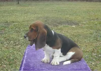 Shasta, a female Basset Hound for sale in Kansas City, MO – Photo 10 of 10
