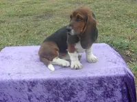 Shasta, a female Basset Hound for sale in Kansas City, MO – Photo 2 of 10