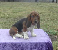Shasta, a female Basset Hound for sale in Kansas City, MO – Photo 4 of 10