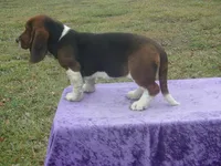 Shasta, a female Basset Hound for sale in Kansas City, MO – Photo 7 of 10