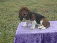 Shasta, a female Basset Hound for sale in Kansas City, MO – Photo 1 of 10