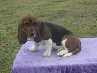 Shasta, a female Basset Hound for sale in Kansas City, MO – Photo 8 of 10