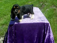 Cisco, a male Basset Hound for sale in Kansas City, MO – 2 of 10