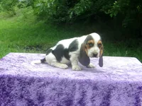 Hampton, a male Basset Hound for sale in Kansas City, MO – 6 of 6
