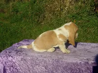 Bentley, a male Basset Hound for sale in Kansas City, MO – 4 of 8