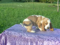 Sampson, a male Basset Hound for sale in Kansas City, MO – 6 of 6