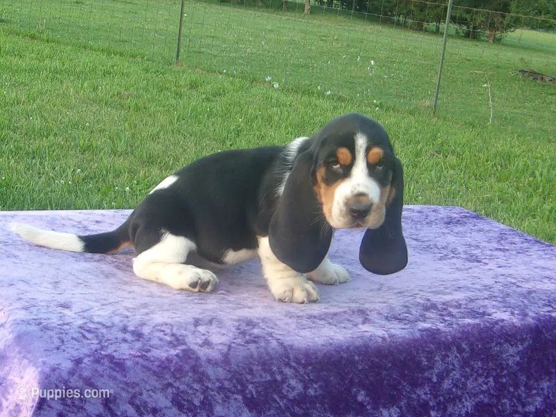 Winston – Basset Hound puppy for sale in Kansas City, MO