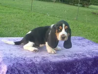 Winston, a male Basset Hound for sale in Kansas City, MO – 1 of 9