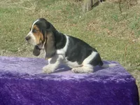 Sarge, a male Basset Hound for sale in Kansas City, MO – Photo 7 of 9