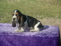 Sarge, a male Basset Hound for sale in Kansas City, MO – Photo 8 of 9