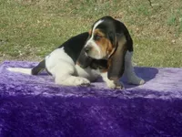 Sarge, a male Basset Hound for sale in Kansas City, MO – Photo 3 of 9
