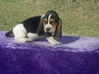 Sarge, a male Basset Hound for sale in Kansas City, MO – Photo 6 of 9