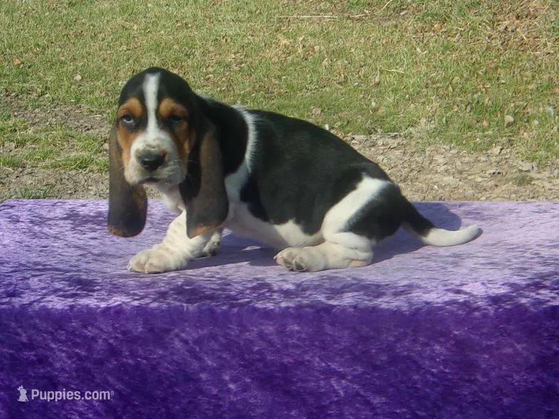 Sarge – Basset Hound puppy for sale in Kansas City, MO