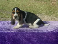 Sarge, a male Basset Hound for sale in Kansas City, MO – Photo 1 of 9