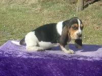 Sarge, a male Basset Hound for sale in Kansas City, MO – Photo 5 of 9