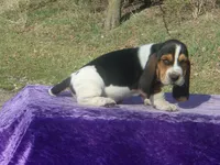 Sarge, a male Basset Hound for sale in Kansas City, MO – Photo 4 of 9