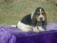 Sarge, a male Basset Hound for sale in Kansas City, MO – Photo 2 of 9