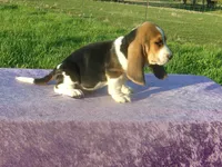 Boscoe, a male Basset Hound for sale in Kansas City, MO – Photo 2 of 7