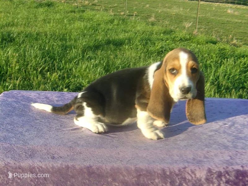 Boscoe – Basset Hound puppy for sale in Kansas City, MO