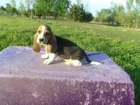 Boscoe, a male Basset Hound for sale in Kansas City, MO – Photo 3 of 7