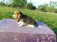 Boscoe, a male Basset Hound for sale in Kansas City, MO – Photo 4 of 7